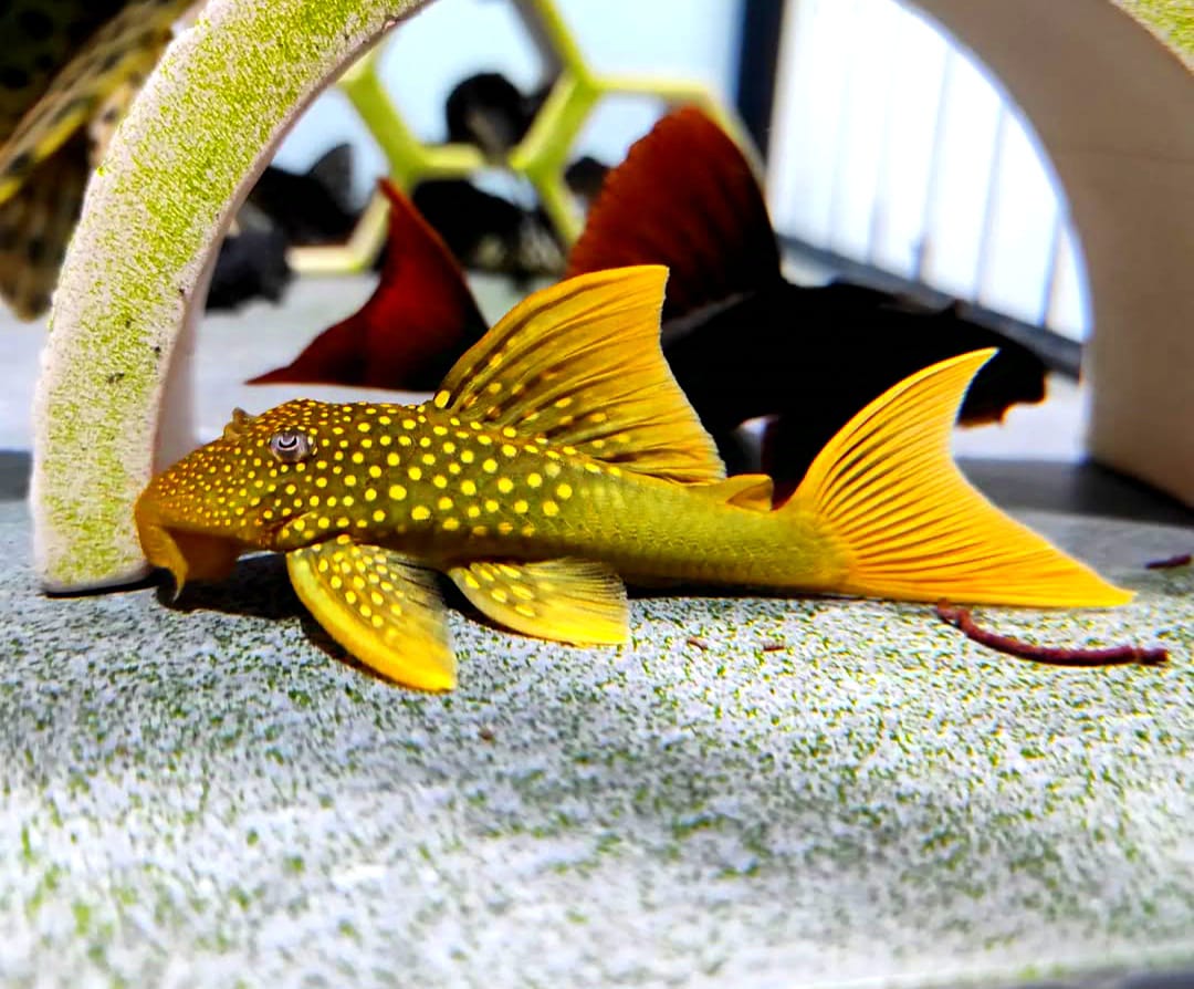 L200a Gelber Phantomwels High fin Baryancistrus demantoides ca 8-10 cm