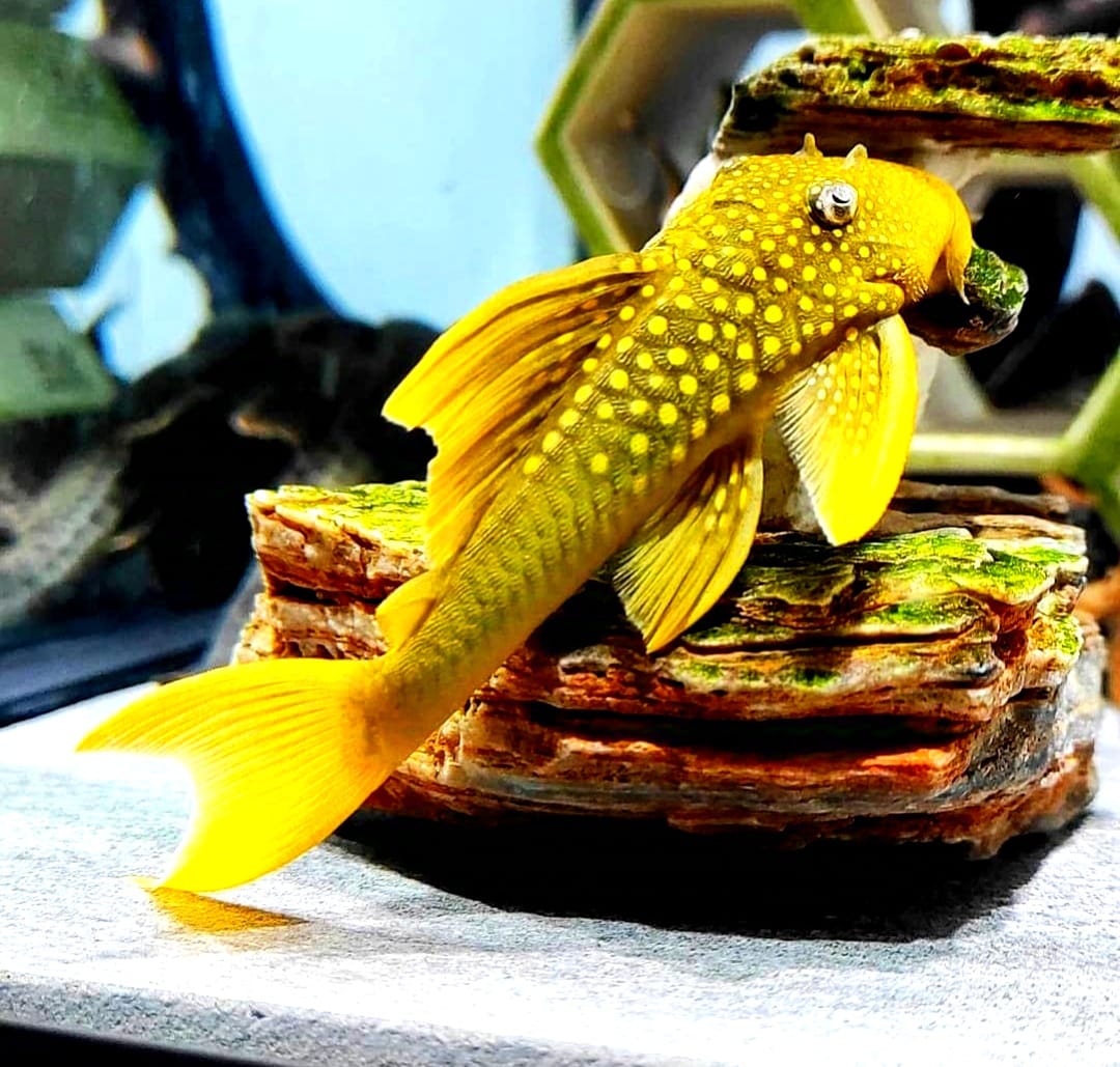 L200a Gelber Phantomwels High fin Baryancistrus demantoides ca 8-10 cm