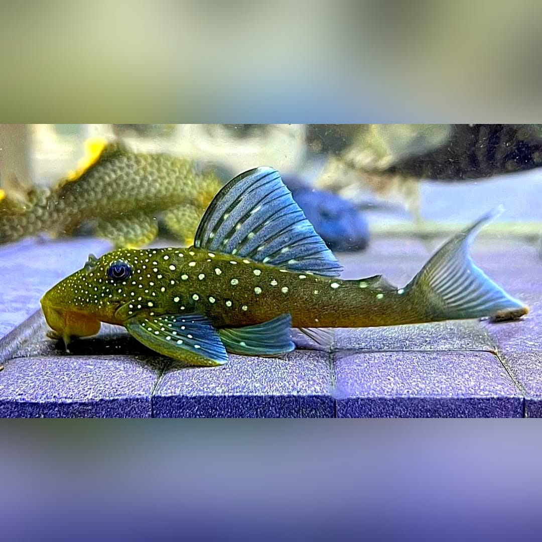 L128 Blauer Phantomwels Hemiancistrus spec. LDA128 - 4-8 cm