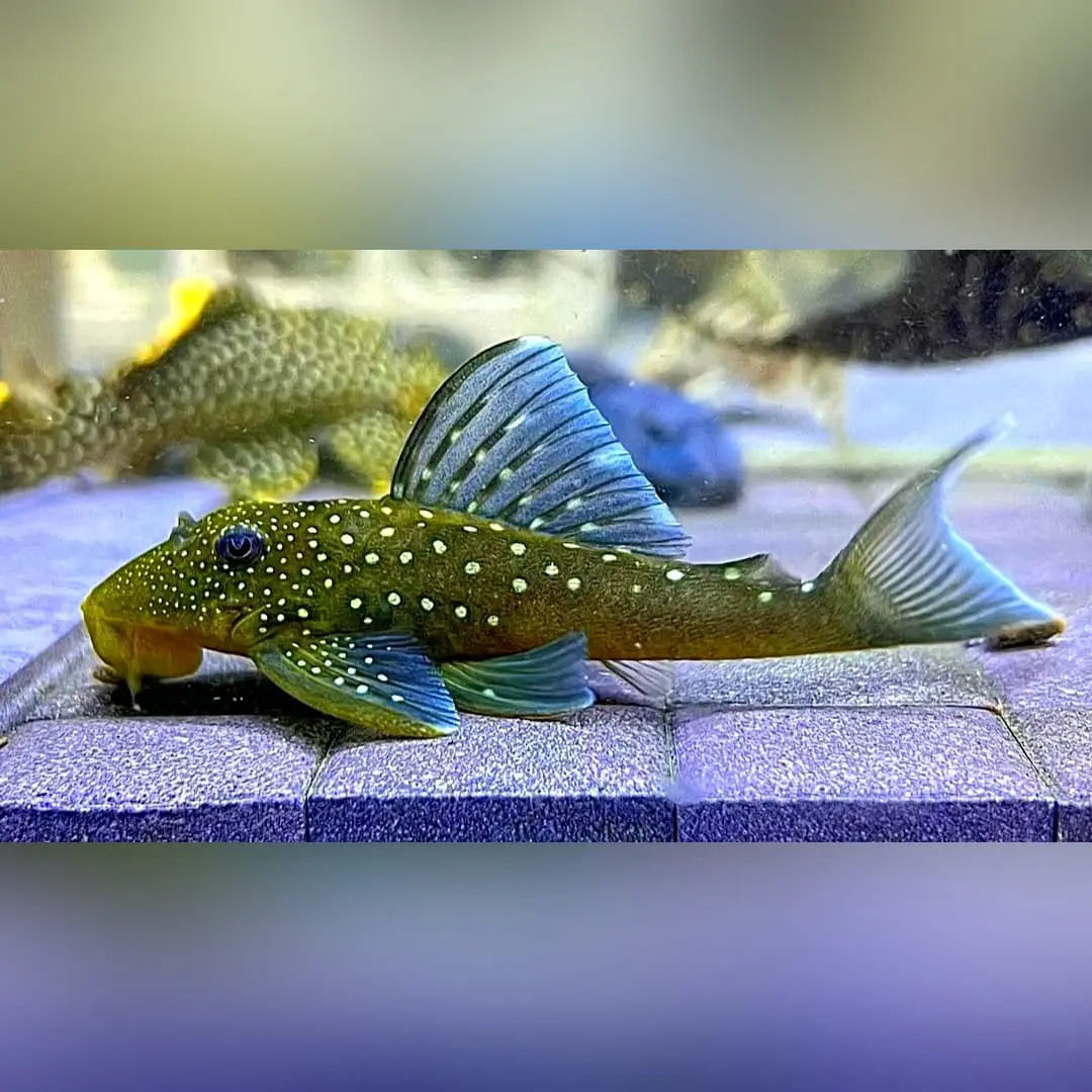 L128 Blauer Phantomwels Hemiancistrus spec. LDA128 - 4-8 cm AquaTimo