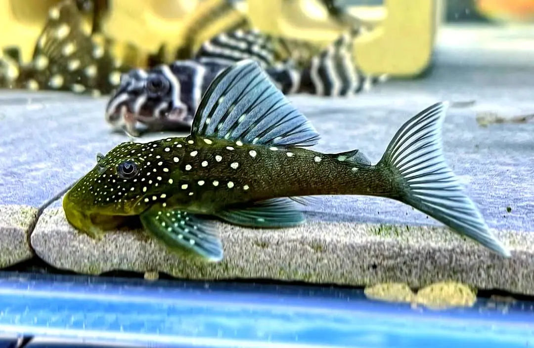 L128 Blauer Phantomwels Hemiancistrus spec. LDA128 - 4-8 cm AquaTimo