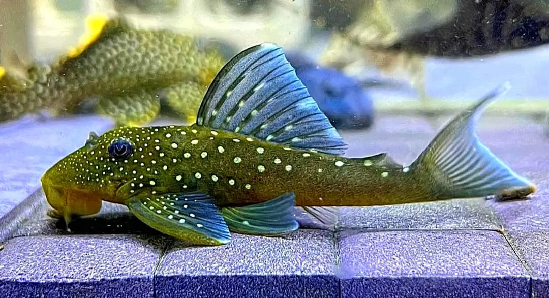 L128 Blauer Phantomwels Hemiancistrus spec. LDA128 - 4-8 cm AquaTimo