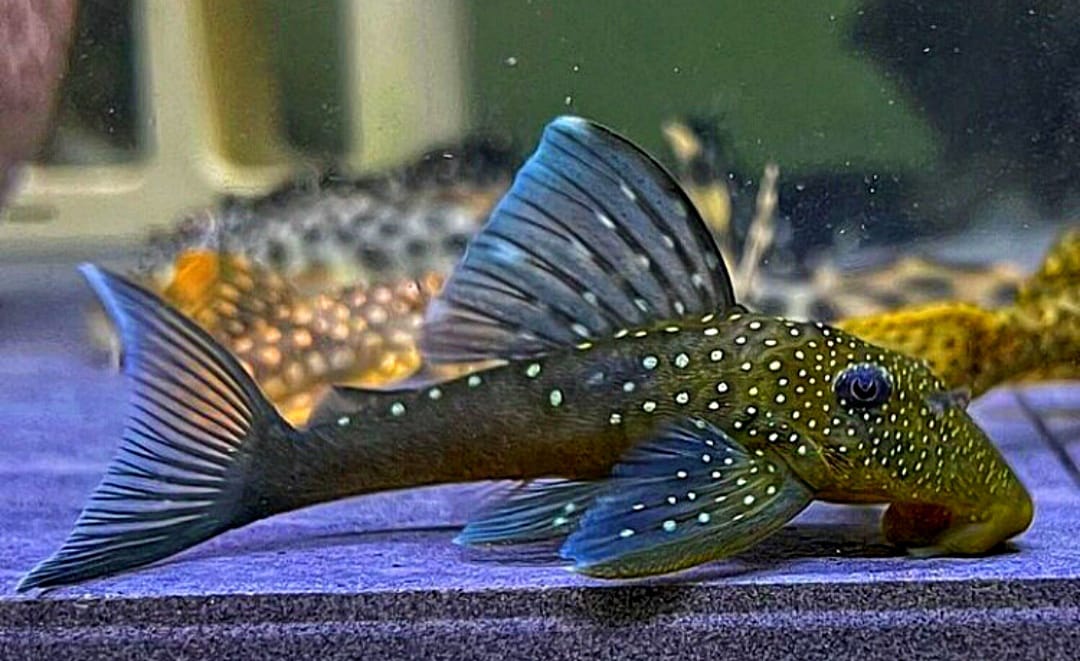 L128 Blauer Phantomwels Hemiancistrus spec. LDA128 - 4-8 cm