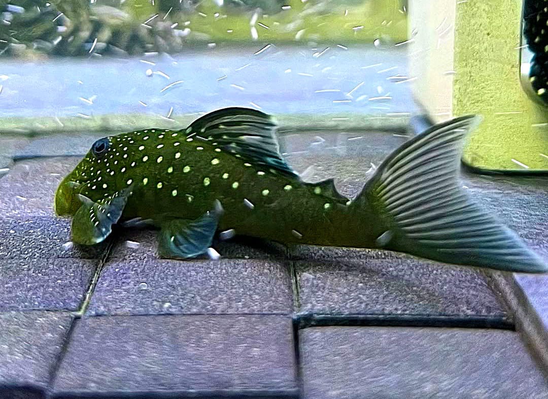 L128 Blauer Phantomwels Hemiancistrus spec. LDA128 - 4-8 cm