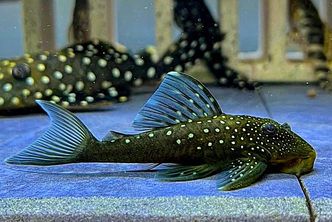 L128 Blauer Phantomwels Hemiancistrus spec. LDA128 - 4-8 cm