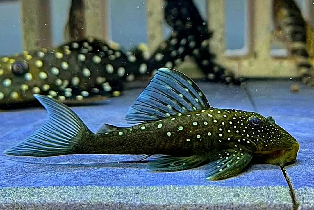 L128 Blauer Phantomwels Hemiancistrus spec. LDA128 - 4-8 cm AquaTimo