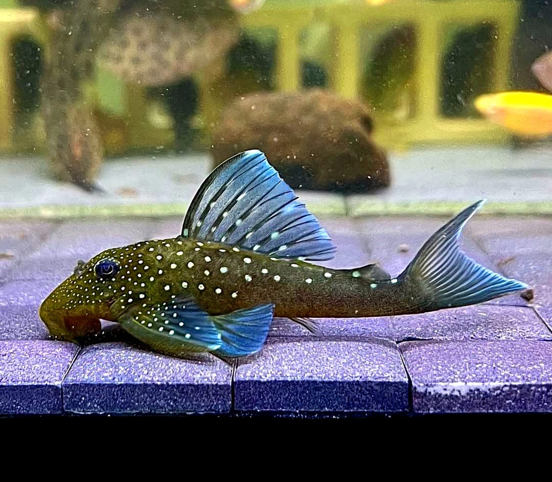 L128 Blauer Phantomwels Hemiancistrus spec. LDA128 - 4-8 cm