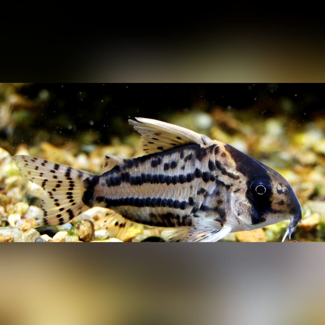Corydoras schwartzi – ein eleganter Panzerwels für dein Aquarium 🐟✨