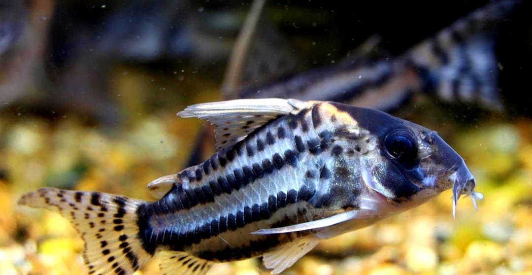 Corydoras schwartzi – ein eleganter Panzerwels für dein Aquarium 🐟✨