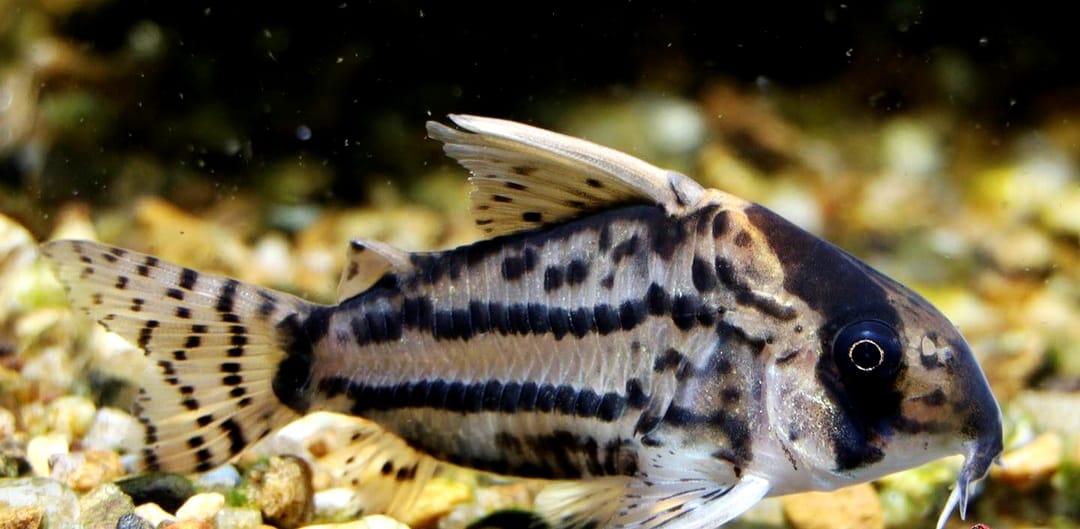 Corydoras schwartzi – ein eleganter Panzerwels für dein Aquarium 🐟✨