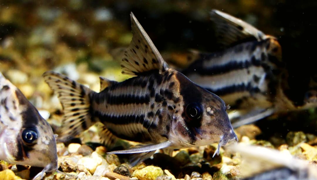 Corydoras schwartzi – ein eleganter Panzerwels für dein Aquarium 🐟✨