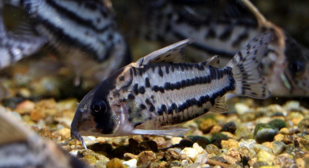 Corydoras schwartzi – ein eleganter Panzerwels für dein Aquarium 🐟✨