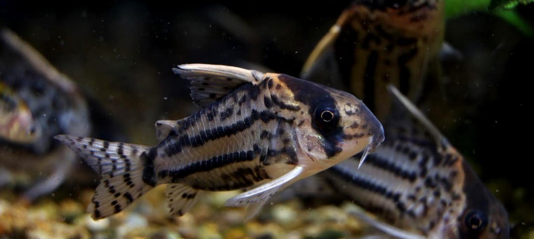 Corydoras schwartzi – ein eleganter Panzerwels für dein Aquarium 🐟✨
