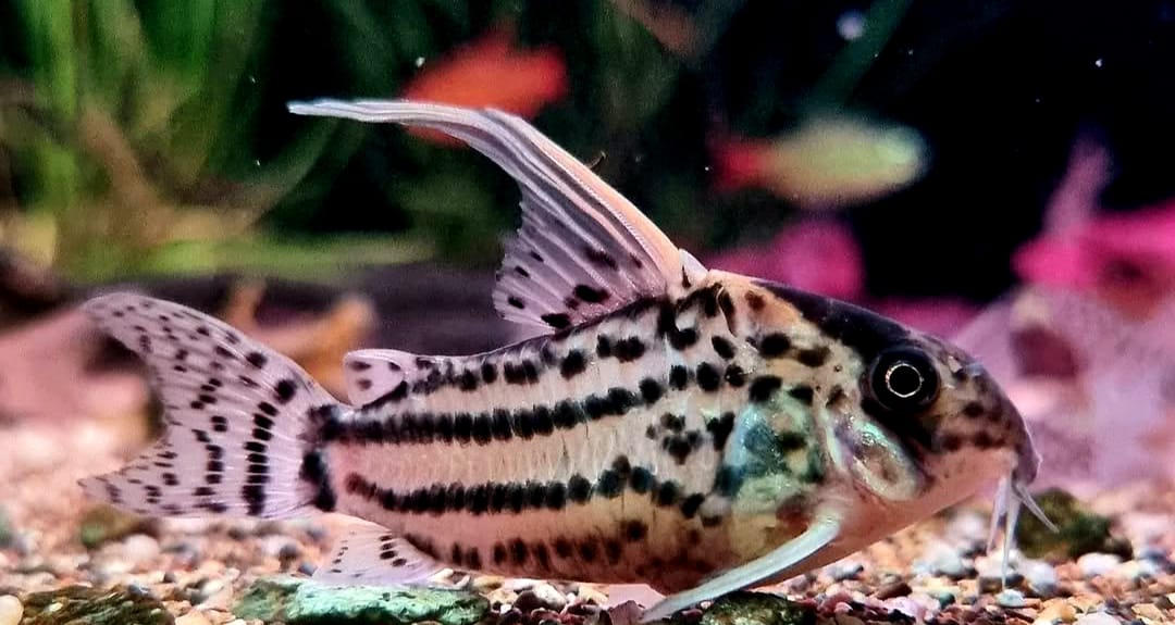 Corydoras schwartzi – ein eleganter Panzerwels für dein Aquarium 🐟✨