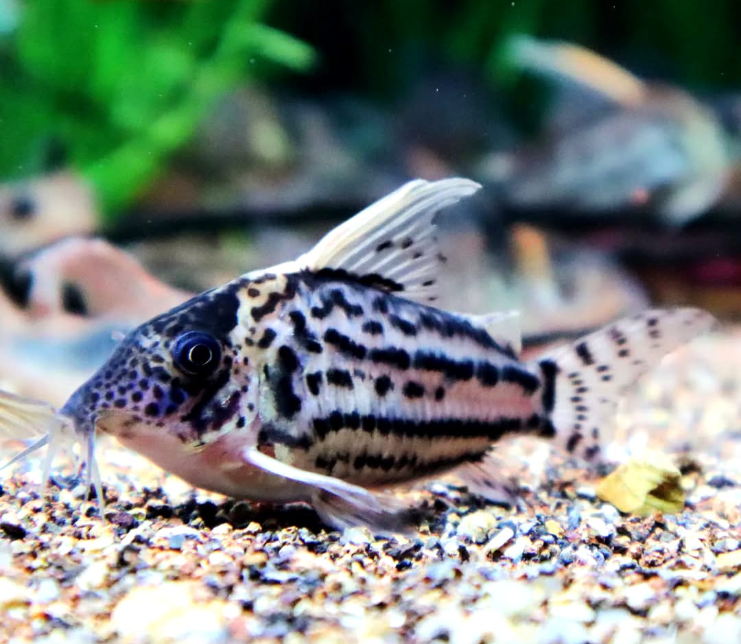 Corydoras schwartzi – ein eleganter Panzerwels für dein Aquarium 🐟✨
