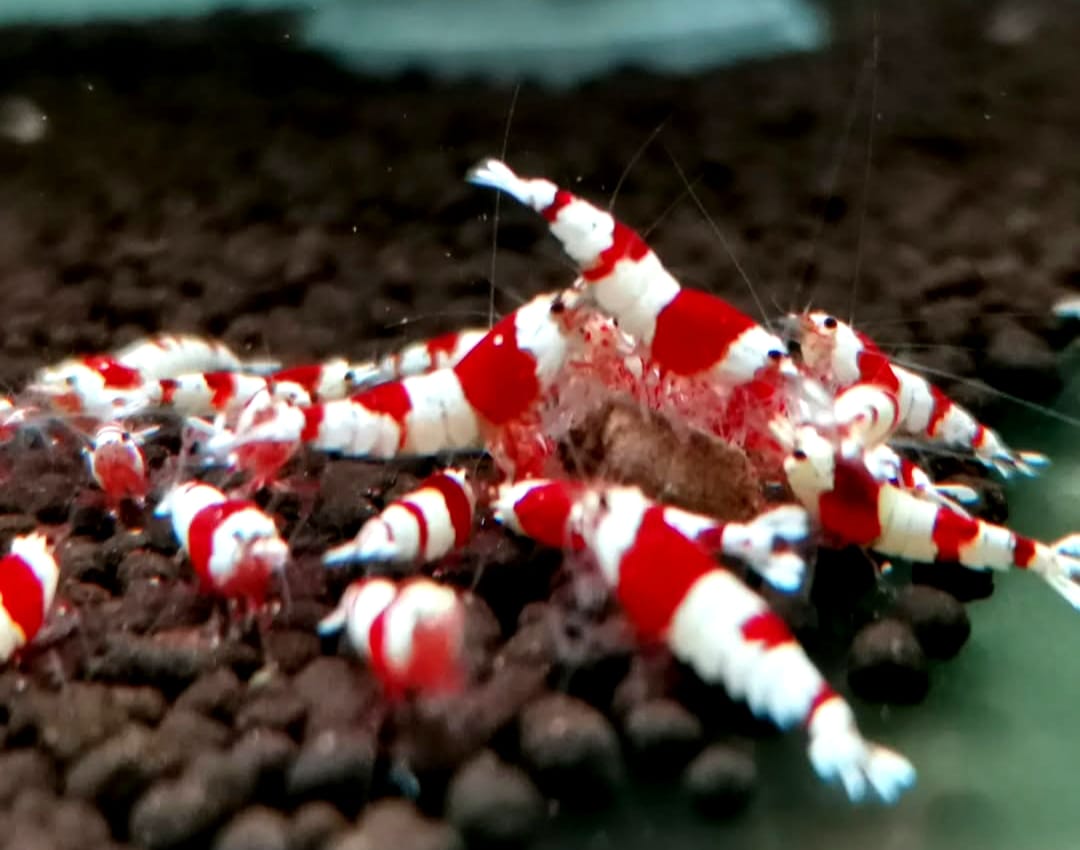 Caridina logemanni - Zwerggarnele "Kristal Red" K2-K4