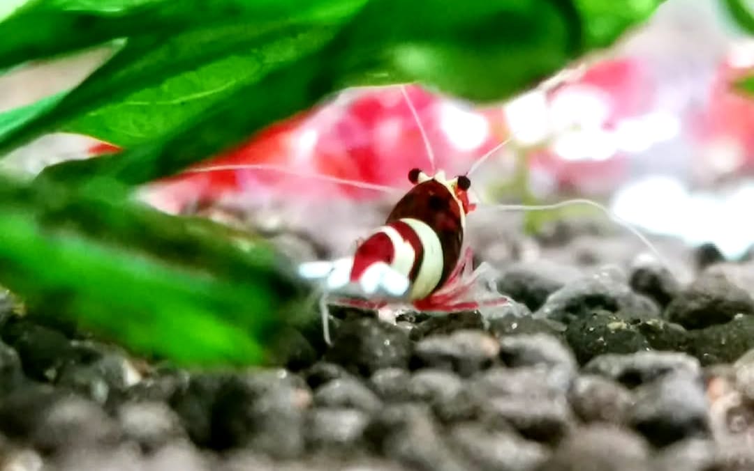Caridina logemanni - Zwerggarnele "Kristal Red" K2-K4