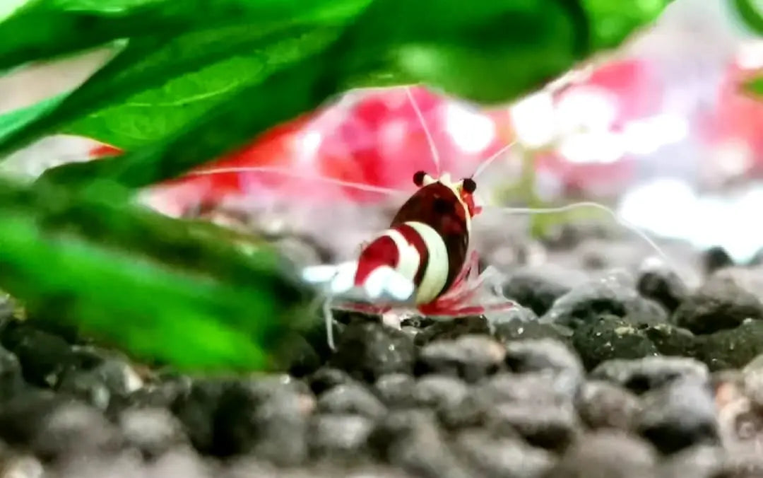 Caridina logemanni - Zwerggarnele ❤️🤍 "Kristal Red" K2-K4 AquaTimo