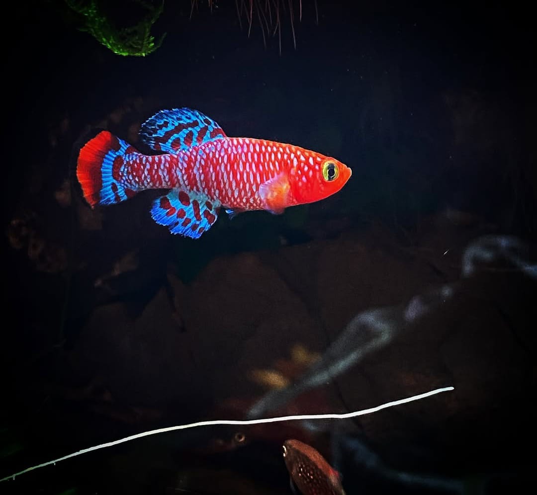 Rachows Prachtgrundkärpfling Prachtkärpfling - Nothobranchius rachovii