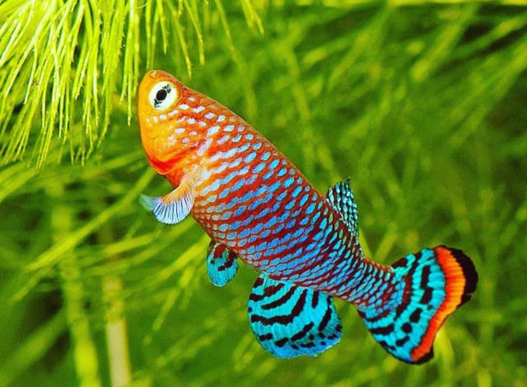 Rachows Prachtgrundkärpfling Prachtkärpfling - Nothobranchius rachovii