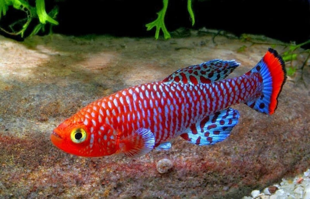 Rachows Prachtgrundkärpfling Prachtkärpfling - Nothobranchius rachovii