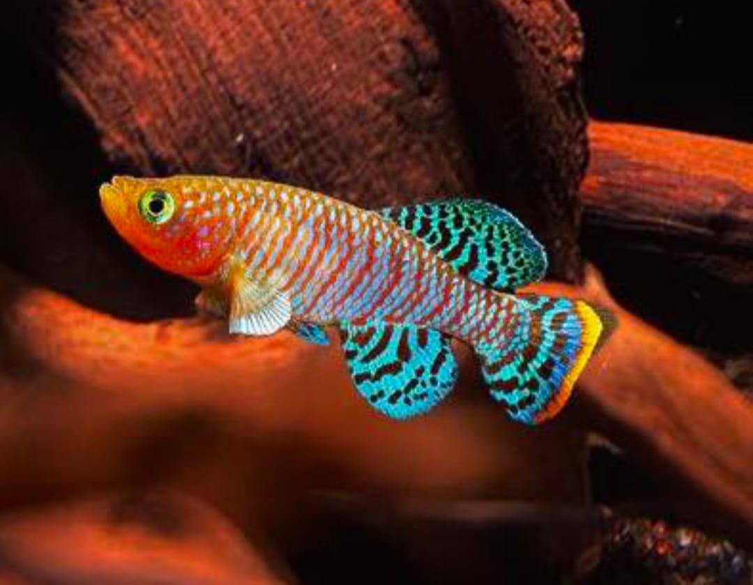 Rachows Prachtgrundkärpfling Prachtkärpfling - Nothobranchius rachovii