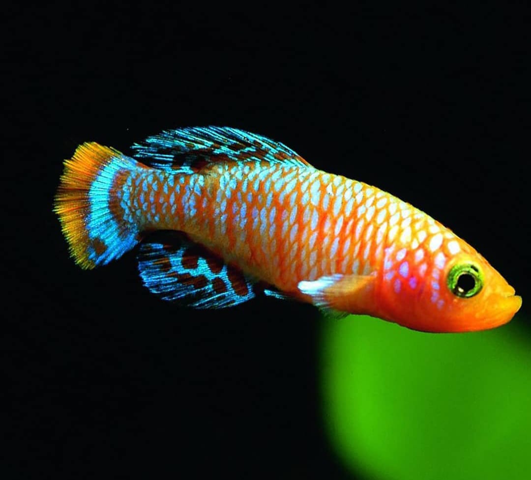 Rachows Prachtgrundkärpfling Prachtkärpfling - Nothobranchius rachovii