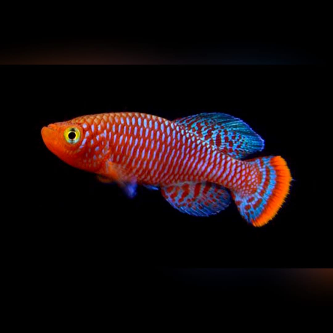 Rachows Prachtgrundkärpfling Prachtkärpfling - Nothobranchius rachovii