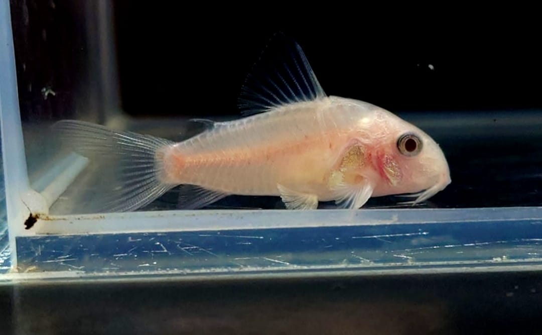 Corydoras Panda Gold
