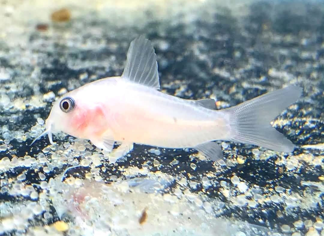 Corydoras Panda Gold