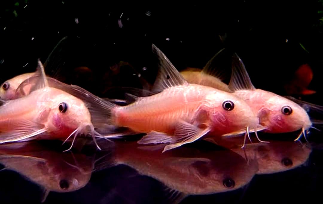 Corydoras Panda Gold