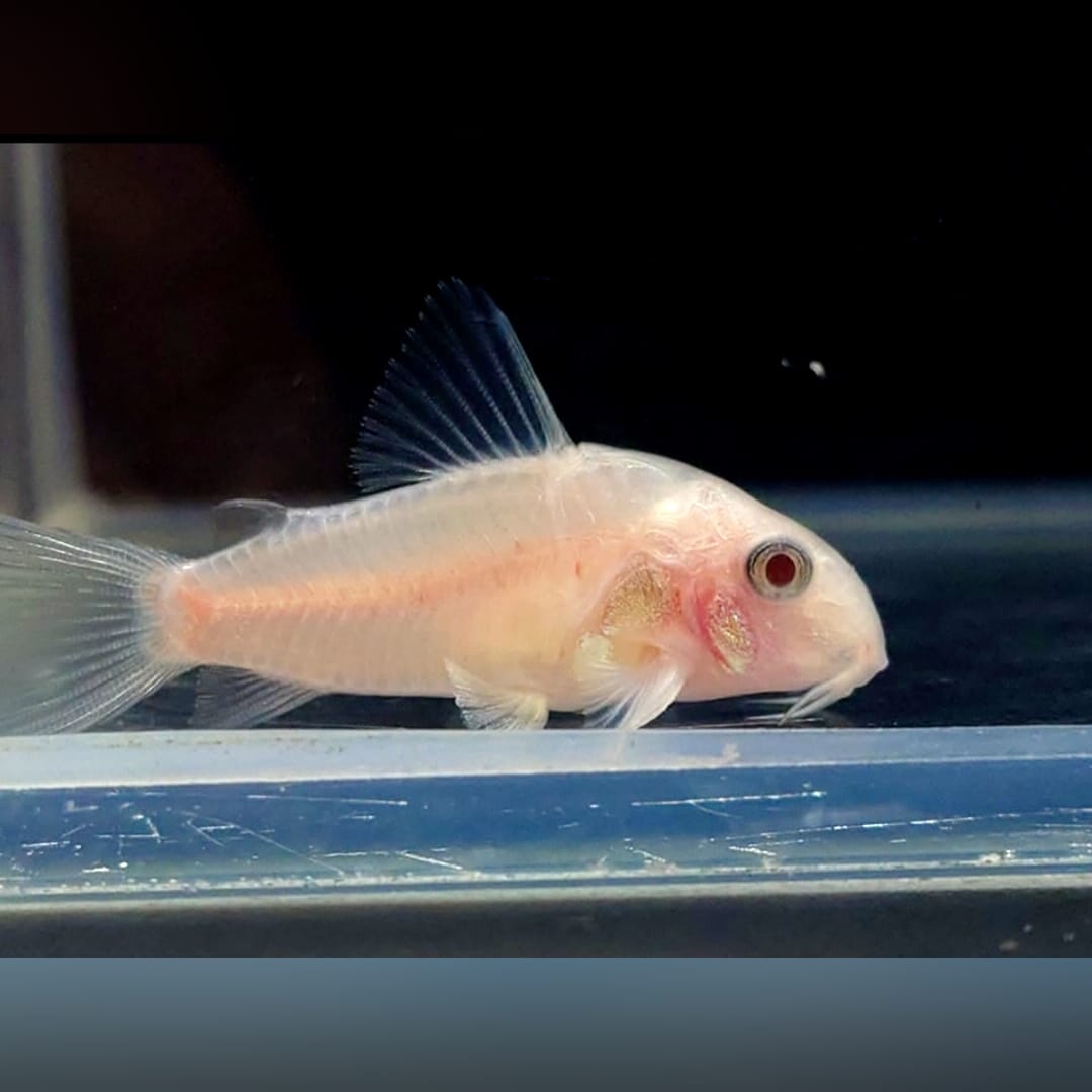 Corydoras Panda Gold