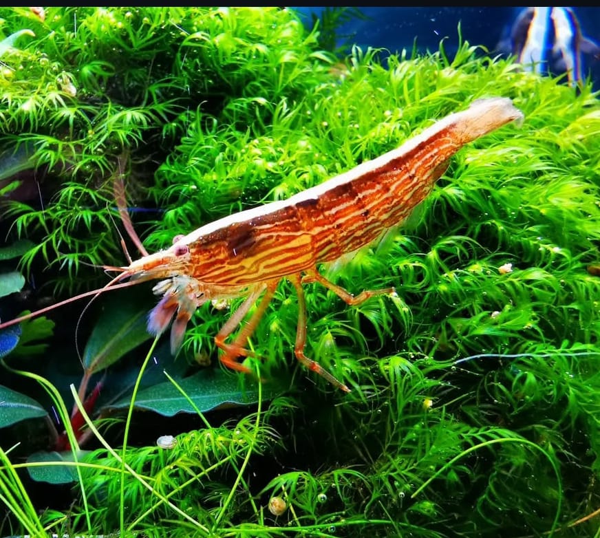 Atyopsis moluccensis