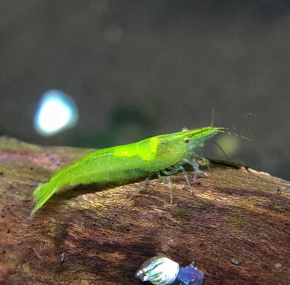 Caridina cf. babaulti "Green" Giftgrüne Zwerggarnele