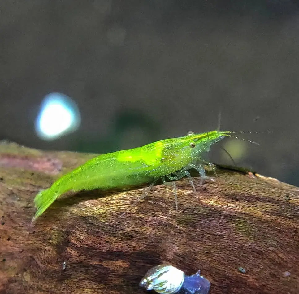 Caridina cf. babaulti "Green" 💚Giftgrüne Zwerggarnele AquaTimo