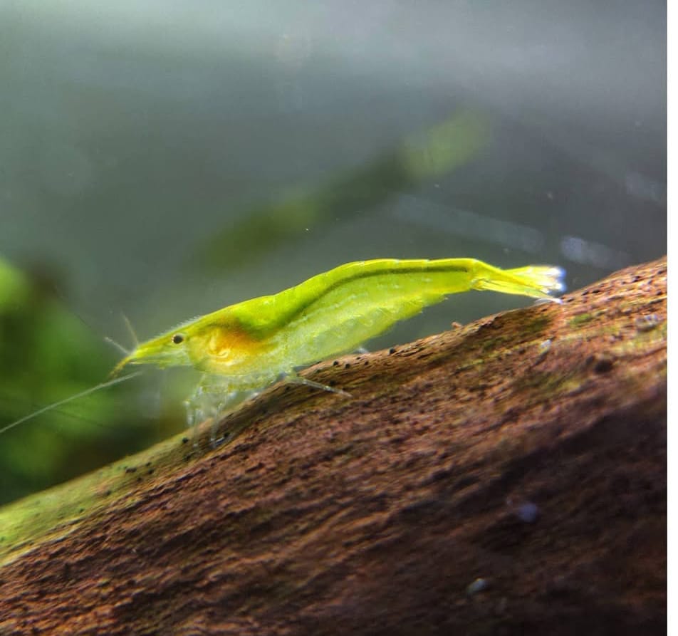 Caridina cf. babaulti "Green" Giftgrüne Zwerggarnele