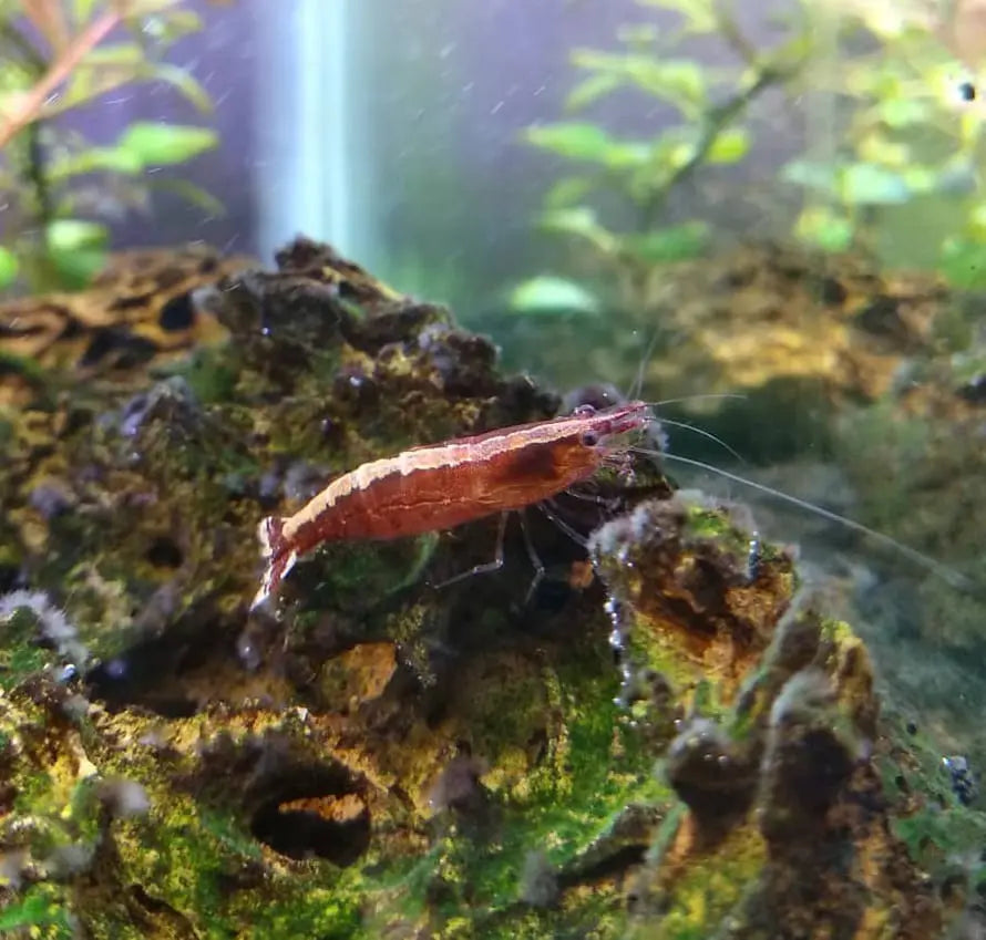 Caridina cf. babaulti "Malaya" AquaTimo