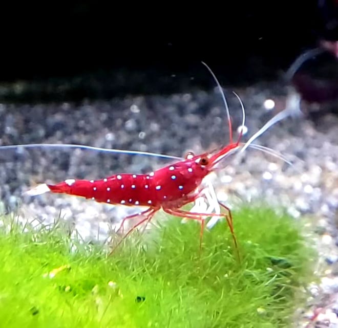 Caridina dennerli (S) – Sulawesi-Kardinalsgarnele