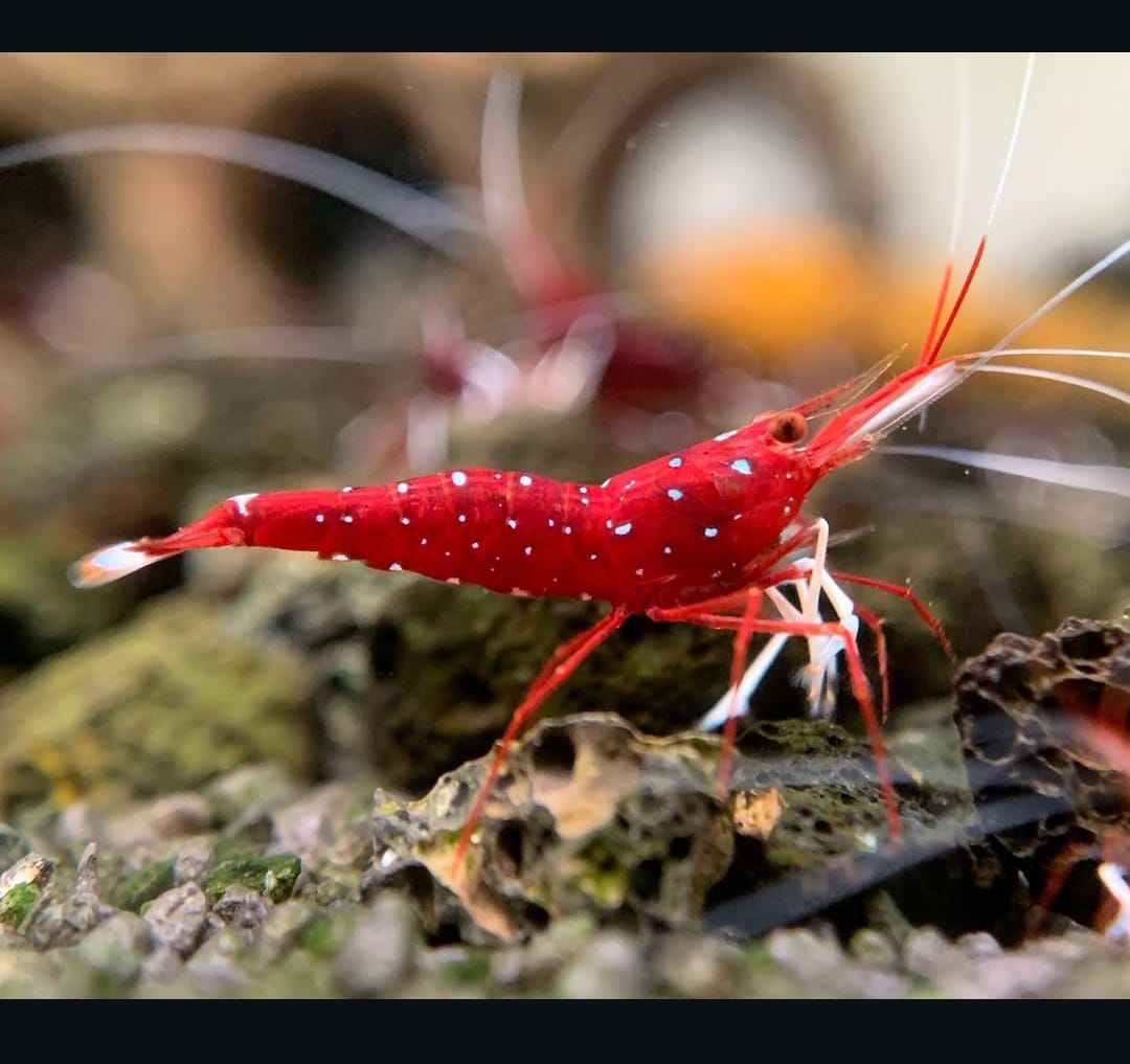 Caridina dennerli (S) – Sulawesi-Kardinalsgarnele