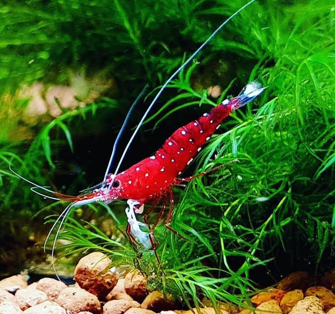 Caridina dennerli (S) – Sulawesi-Kardinalsgarnele