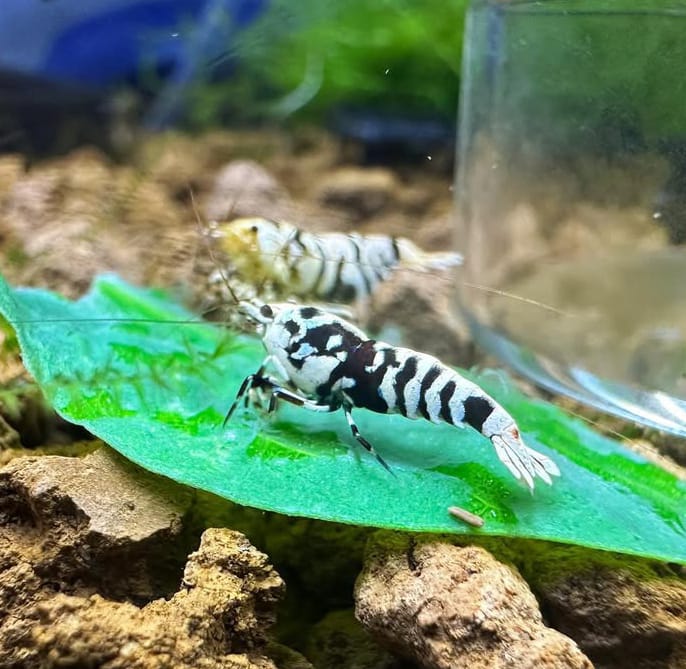 Caridina logemanni - Zwerggarnele „Galaxy Black“