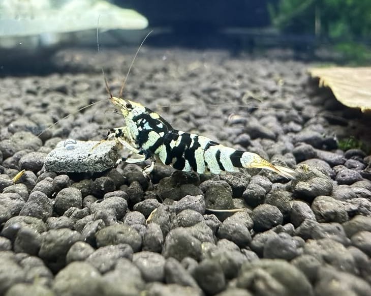 Caridina logemanni - Zwerggarnele „Galaxy Black“