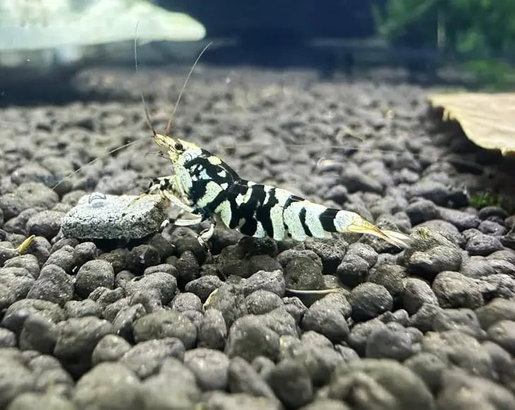 Caridina logemanni - Zwerggarnele „Galaxy Black“ AquaTimo