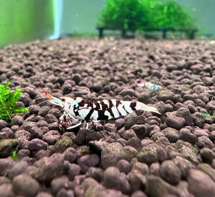 Caridina logemanni - Zwerggarnele „Galaxy Black“