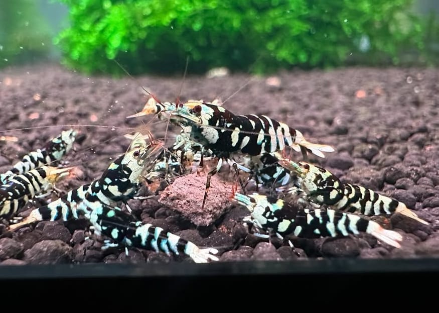 Caridina logemanni - Zwerggarnele „Galaxy Black“