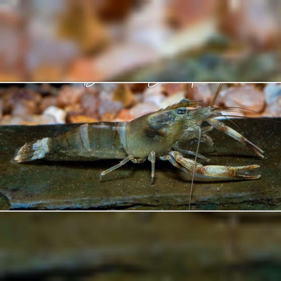 Macrobrachium agwi - Bumblebee Großarmgarnele