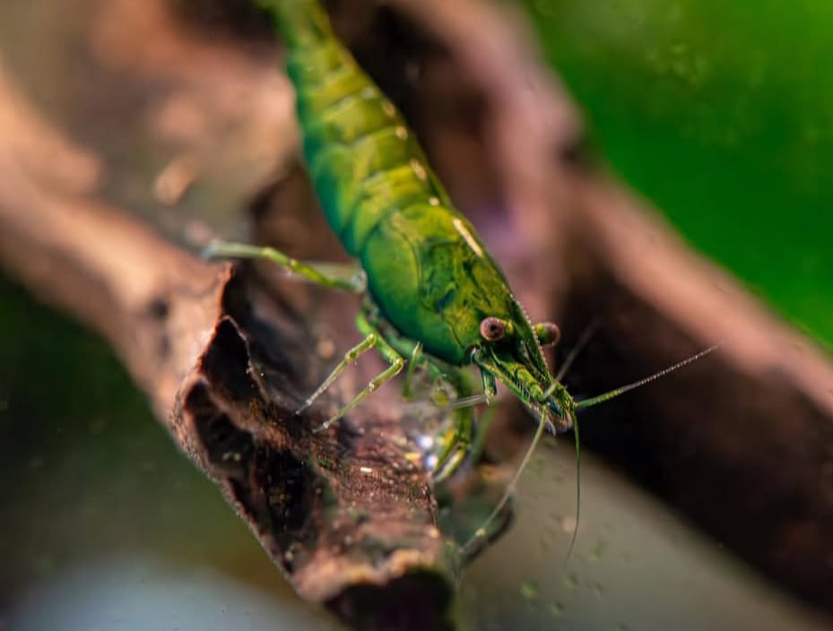 Neocaridina davidi - Green Jade Garnele