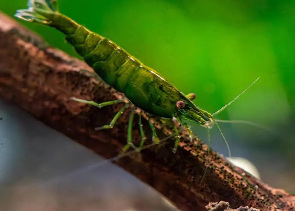 Neocaridina davidi - 💚 Green Jade Garnele AquaTimo