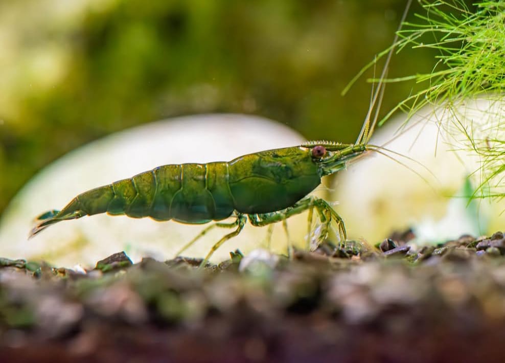 Neocaridina davidi - Green Jade Garnele