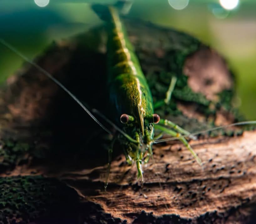 Neocaridina davidi - Green Jade Garnele